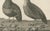 California Quail Pair, 1798, Print For Sale - Image 3 of 10