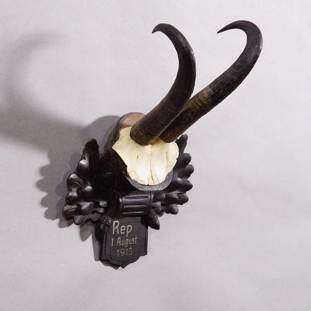 Antique Chamois Trophy on Carved Plaque, Germany 1913 An antique chamois (Rupicapra rupicapra) trophy mounted on a wooden...