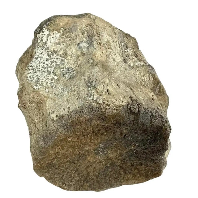 Antique Fossilized Whale Vertebrae #7 For Sale - Image 4 of 9