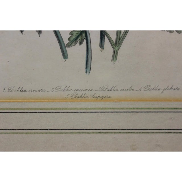 19th Century 19th C. "Dahlias" Color Plate For Sale - Image 5 of 6
