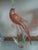 Mid-Century Modern IItalian Vintage Cockatoo For Sale - Image 3 of 8