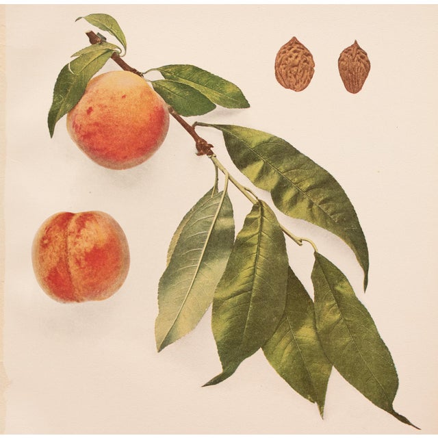 1900 - 1909 1900s U. P. Hedrick, Original Antique Photogravure of Waterloo Peaches For Sale - Image 5 of 7