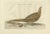 Late 18th Century Sepp & Nozeman, Common Pheasant, 1789, Paper For Sale - Image 5 of 5
