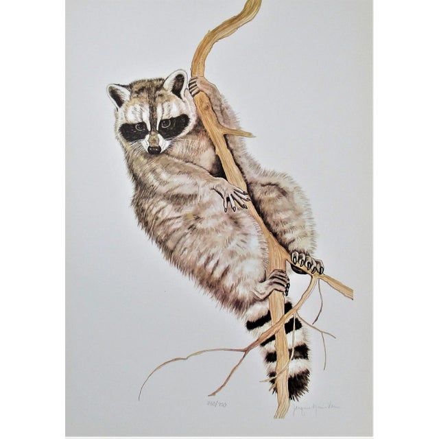 Late 20th Century Jacquie Marie Vaux, Racoon, Circa 1990 For Sale - Image 5 of 5