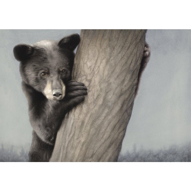 "Yearling Black Bear" is a watercolor and gouache painting on paper by Susan McDonnell, completed in 2021. A young black...