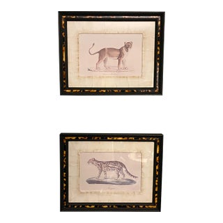John-Richard Framed Nature Prints of a Lioness & Margay Pair Faux Tortoiseshell Wood 16x12.5 For Sale