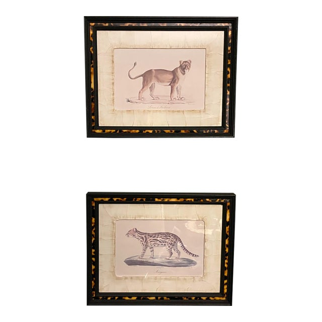 John-Richard Framed Nature Prints of a Lioness & Margay Pair Faux Tortoiseshell Wood 16x12.5 For Sale
