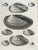 Black & White Shells, Copper Plate Engraving by William Home Lizar C-1840 For Sale - Image 4 of 11