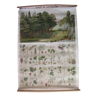 Trees for Construction Educational Poster, 1950s For Sale