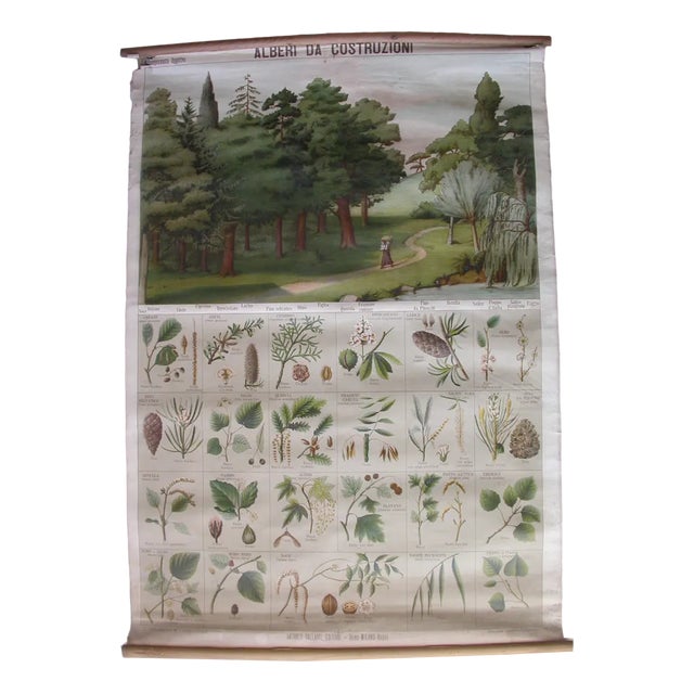 Trees for Construction Educational Poster, 1950s For Sale