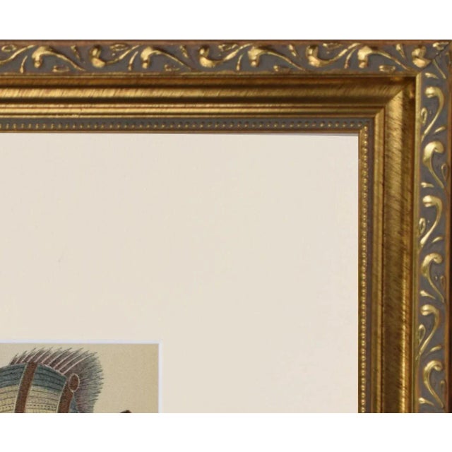 Mid 19th Century 19th Century Antique English Hand Colored Fish Engraving by Goldsmith For Sale - Image 5 of 5