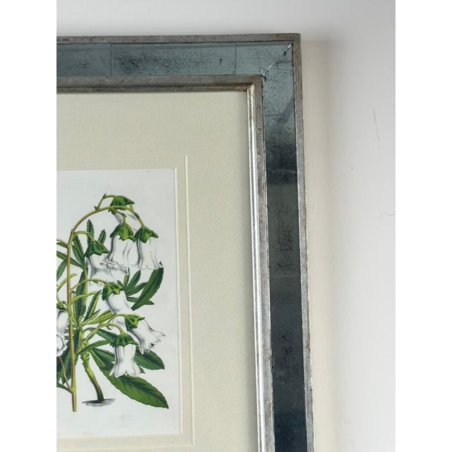 Hollywood Regency Vintage Trowbridge Custom Framed Botanical Print “Gladiolus × Willmoreanus” After Louis Van Houtte (1810–1876) For Sale - Image 3 of 8