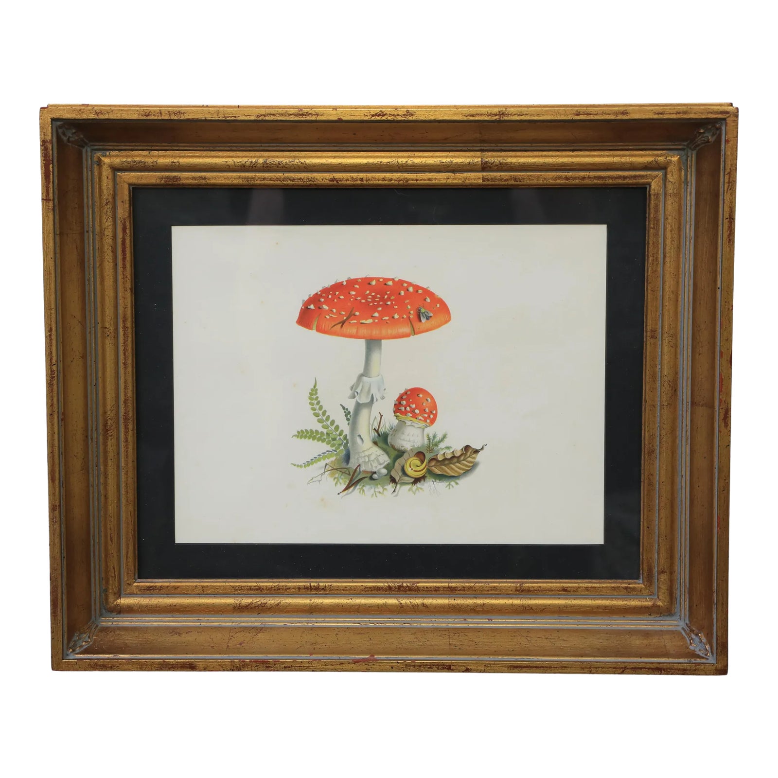 Vintage Mushroom Print in a Giltwood Frame Chairish