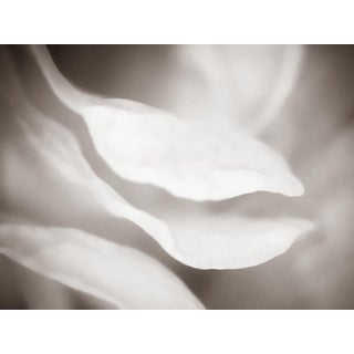 "Petals 17" Photography Print For Sale