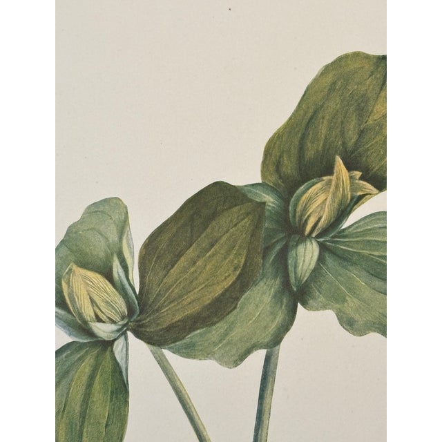 Lovely 19th C. Botanical Color Print on Paper With Genus Biography - Toad Trillium - Set of 2 For Sale - Image 6 of 7
