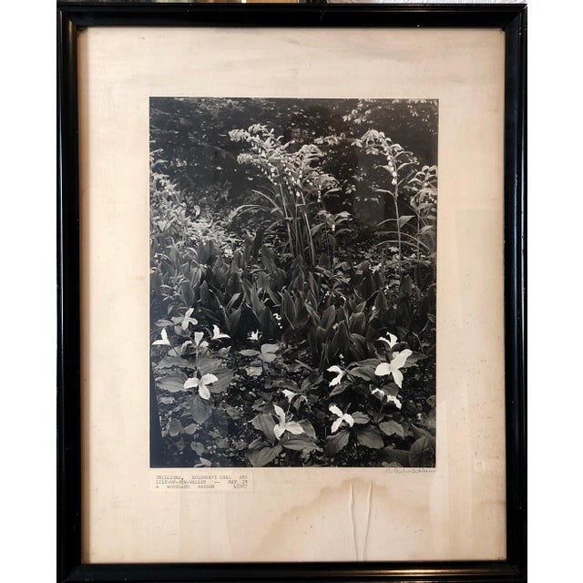 Samuel GottschoVintage Silver Gelatin Signed Photograph Samuel Gottscho Garden Flowers Photo NY For Sale In Miami - Image 6 of 6