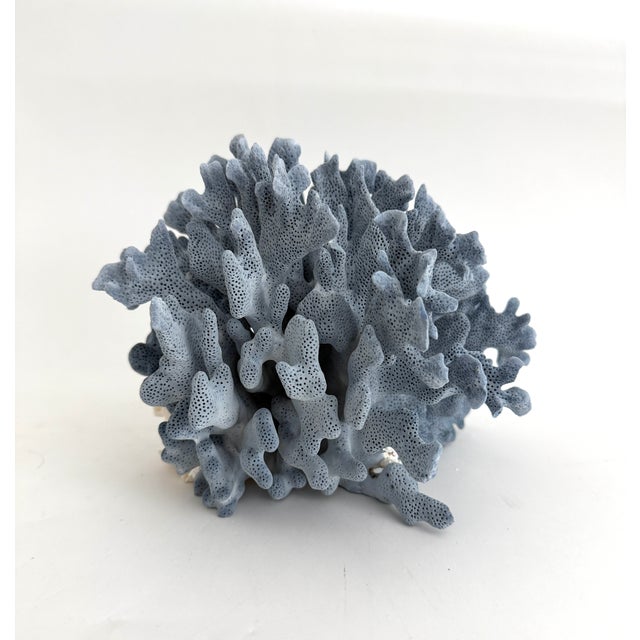 Natural Blue Coral Specimen For Sale - Image 4 of 7