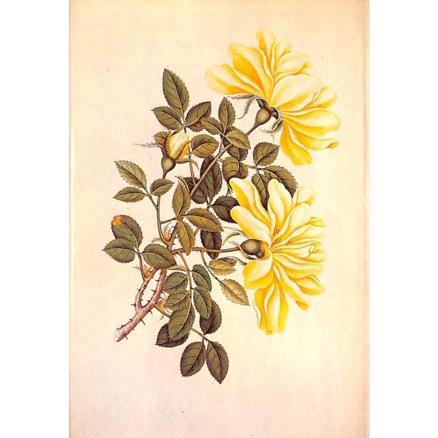 Paper "The Treasury of Flowers" 1975 Coats, Alice M. For Sale - Image 7 of 12