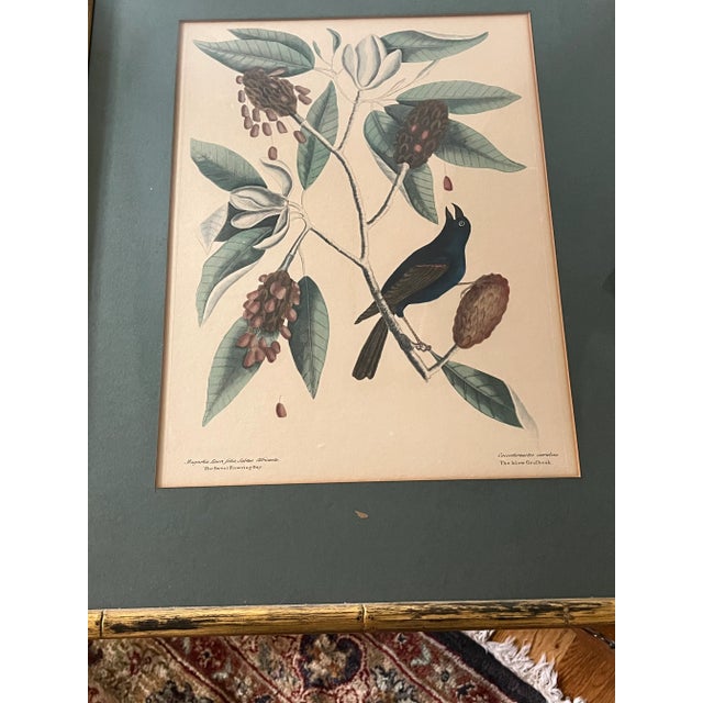 Wood Antique Hand Colored Bird Engravings Framed Mark Catesby Set For Sale - Image 7 of 14