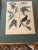 Wood Antique Hand Colored Bird Engravings Framed Mark Catesby Set For Sale - Image 7 of 14