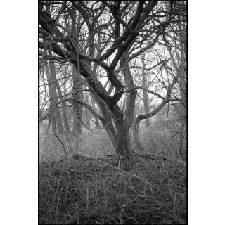 Paul Cooklin, Thornham Walks, Photograph For Sale