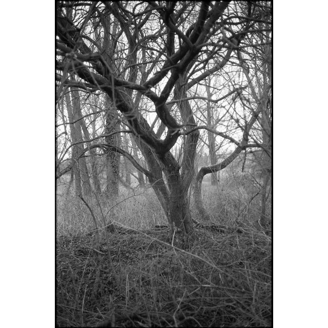 Paul Cooklin, Thornham Walks, Photograph For Sale