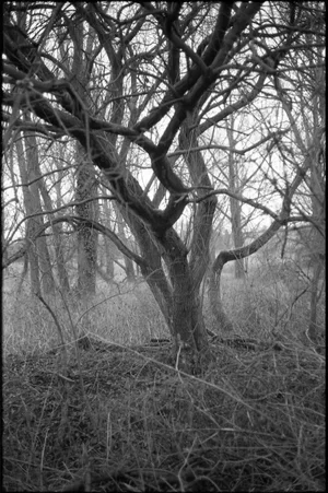 Paul Cooklin, Thornham Walks, Photograph