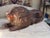 Baroque Exceptional Carved Baroque Recumbent Lion, C. 1740 For Sale - Image 3 of 5