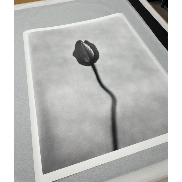 Early 21st Century Ugne Pouwell, Poppy No.8, 2025, Analogue Black and White Floral Photography, Limited Edition of 15 For Sale - Image 5 of 6
