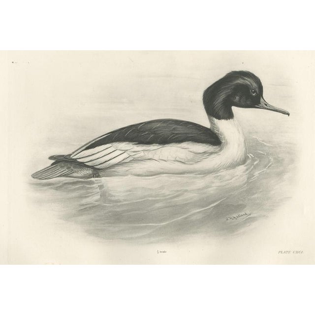 After Lilian Medland, Goosander, 1909, Print For Sale - Image 9 of 9