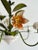 Vintage French Painted Tole 5-Light Water Lily Chandelier, 1960s For Sale - Image 6 of 18
