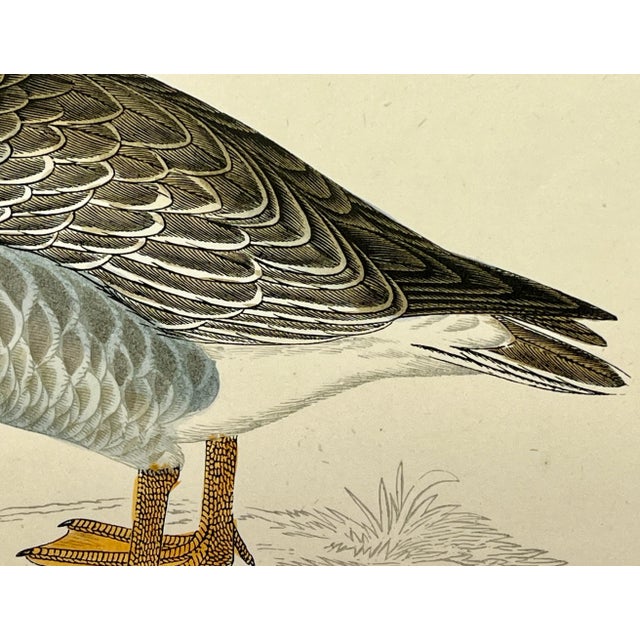 Antique Hand Colored Bird Print From England Showcasing a Grey-Lag Goose - Circa 1880 For Sale In Dallas - Image 6 of 10