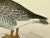 Antique Hand Colored Bird Print From England Showcasing a Grey-Lag Goose - Circa 1880 For Sale In Dallas - Image 6 of 10