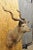 Vintage Greater Kudu African Shoulder Mount Large Taxidermy For Sale - Image 4 of 12