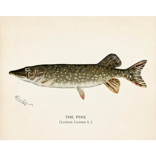 Bluefish, Atlantic Salmon, Pike & Landlocked Salmon - By Denton Circa 1903, S/4 For Sale - Image 6 of 8