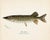 Bluefish, Atlantic Salmon, Pike & Landlocked Salmon - By Denton Circa 1903, S/4 For Sale - Image 6 of 8