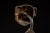 Early 20th Century Early 20th Century Arts & Crafts Forged-Iron Bulldog Andirons — A Pair For Sale - Image 5 of 9