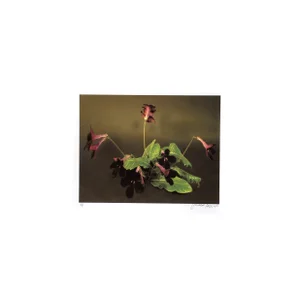 Dark Purple Plant, Jonathan Singer