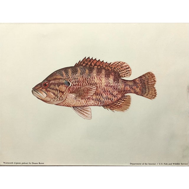 Mid 20th Century Set of 3 Vintage Dept.of the Interior/U.S. Fish and Wildlife Service, Color Plate Original Prints Framed. For Sale In Los Angeles - Image 6 of 10