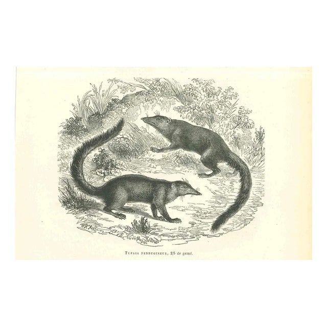 Paul Gervais, Tupaia Ferrugineux, 1854, Lithograph For Sale