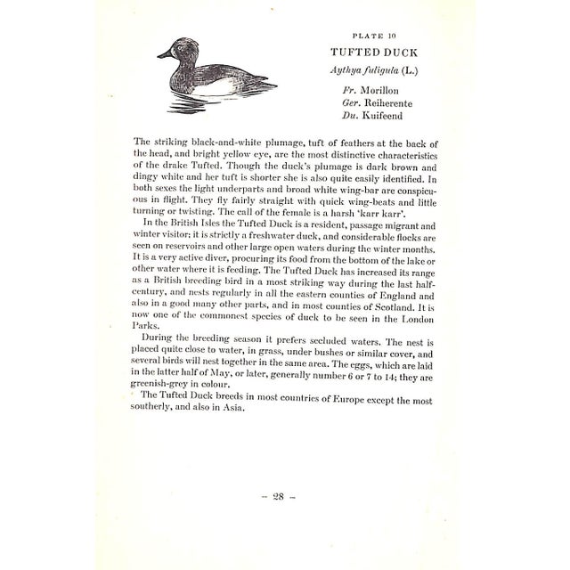 "A Book of Ducks" 1951 Barclay-Smith, Phyllis For Sale - Image 4 of 10