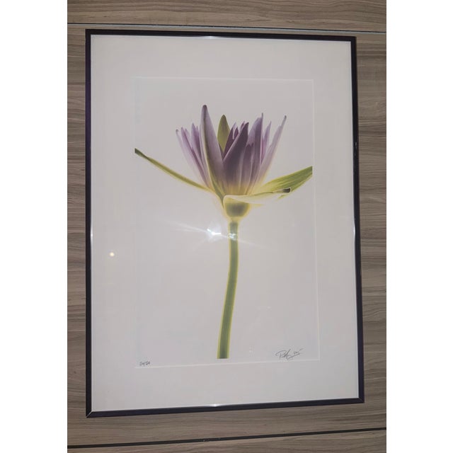 “Paul Solberg Signed Fine Art Photograph, Salute 2006, Limited Edition 20/20, Purple Water Lily Bloom Series Print, Botanical Wall Art” For Sale - Image 13 of 16
