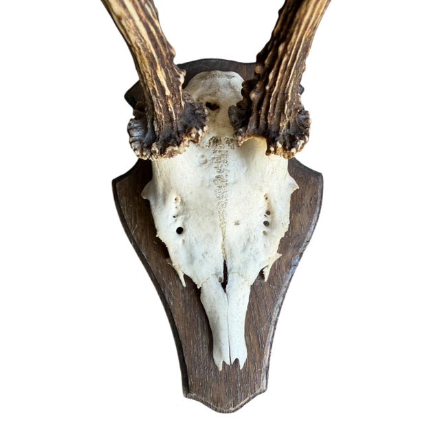 1900 - 1909 Roe Deer Trophy 155 Black Forest Antlers Mount For Sale - Image 5 of 5