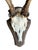 1900 - 1909 Roe Deer Trophy 155 Black Forest Antlers Mount For Sale - Image 5 of 5