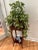 The clean lines of this Lane Alta Vista mahogany plant stand make it easy to use in any decor. The 12” square top will...