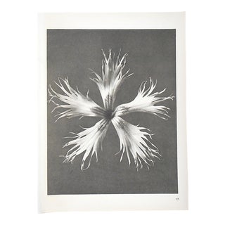 Vintage Modernist Botanical Photogravures By Karl Blossfeldt-Extreme Close-Ups Of Flora c.1942 For Sale