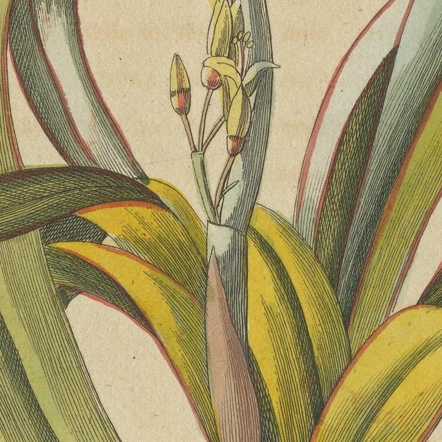 Paper Bertuch, New Zealand Flax with Flower Details, 1815, Print For Sale - Image 7 of 12