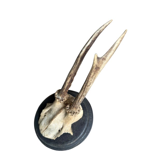 Roe Deer Trophy 77 Black Forest Antlers Mount For Sale - Image 4 of 5