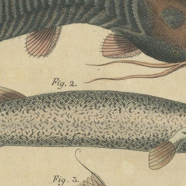 Bertuch, Five Catfish with Long Barbels, 1815, Print For Sale - Image 4 of 12