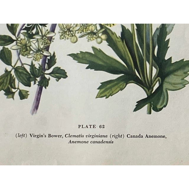 19th Century Marsh Marigold and Anemone Canadensis Botanical Double Page Print For Sale - Image 5 of 7
